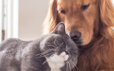 Pet Insurance – All Eligible Staff